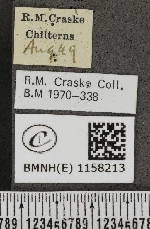 Lysandra coridon (Poda, 1761) - BMNHE_1158213_label_113844