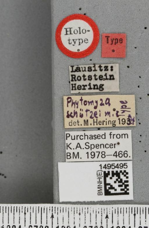 Phytomyza schutzei Hering, 1955 - BMNHE_1495495_a_label_61588