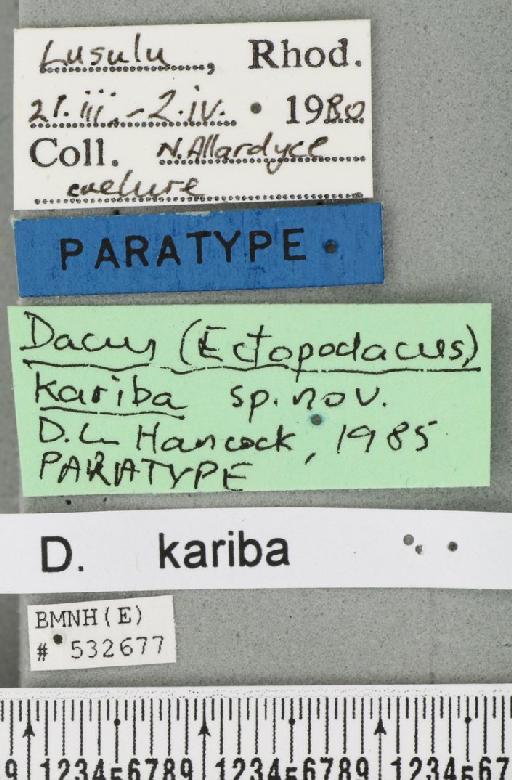 Dacus (Dacus) kariba Hancock, 1985 - BMNHE_532677_label_37850