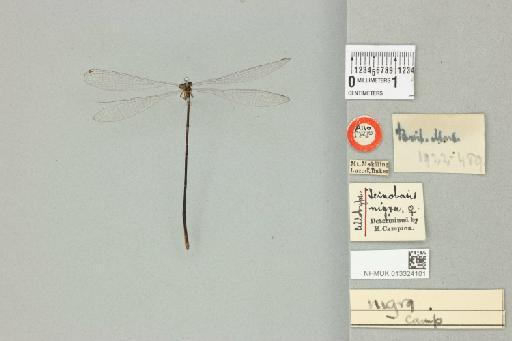 Teinobasis nigra Campion in Laidlaw, 1928 - 013324101_dorsal