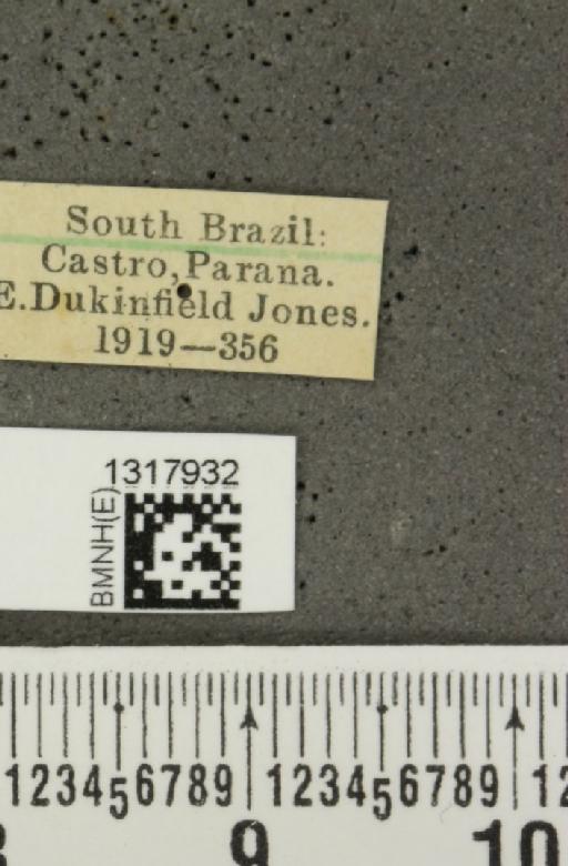 Calligrapha (Calligrapha) polyspila (Germar, 1821) - BMNHE_1317932_label_17435