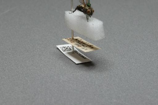 Sarcophaga (Myorhina) nigriventris Meigen, 1826 - 015091653_additional_4