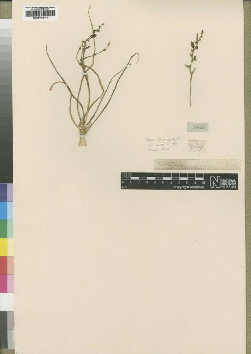 Chlorophytum viscosum Kunth - BM000911777