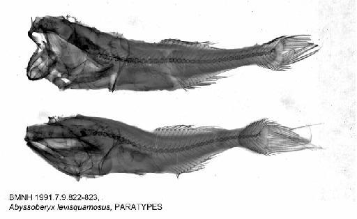 Abyssoberyx levisquamosus Merrett & Moore, 2005 - BMNH 1991.7.9.822-823, Abyssoberyx levisquamosus, PARATYPES, Radiograph