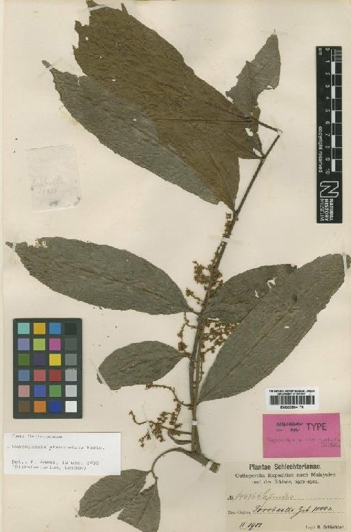 Cupaniopsis stenopetala Radlk. - BM000884176