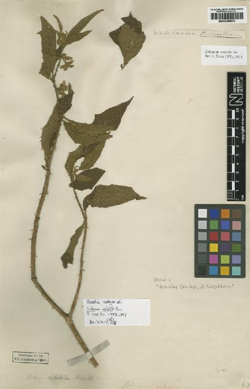 Solanum volubile Sw. - BM000886692