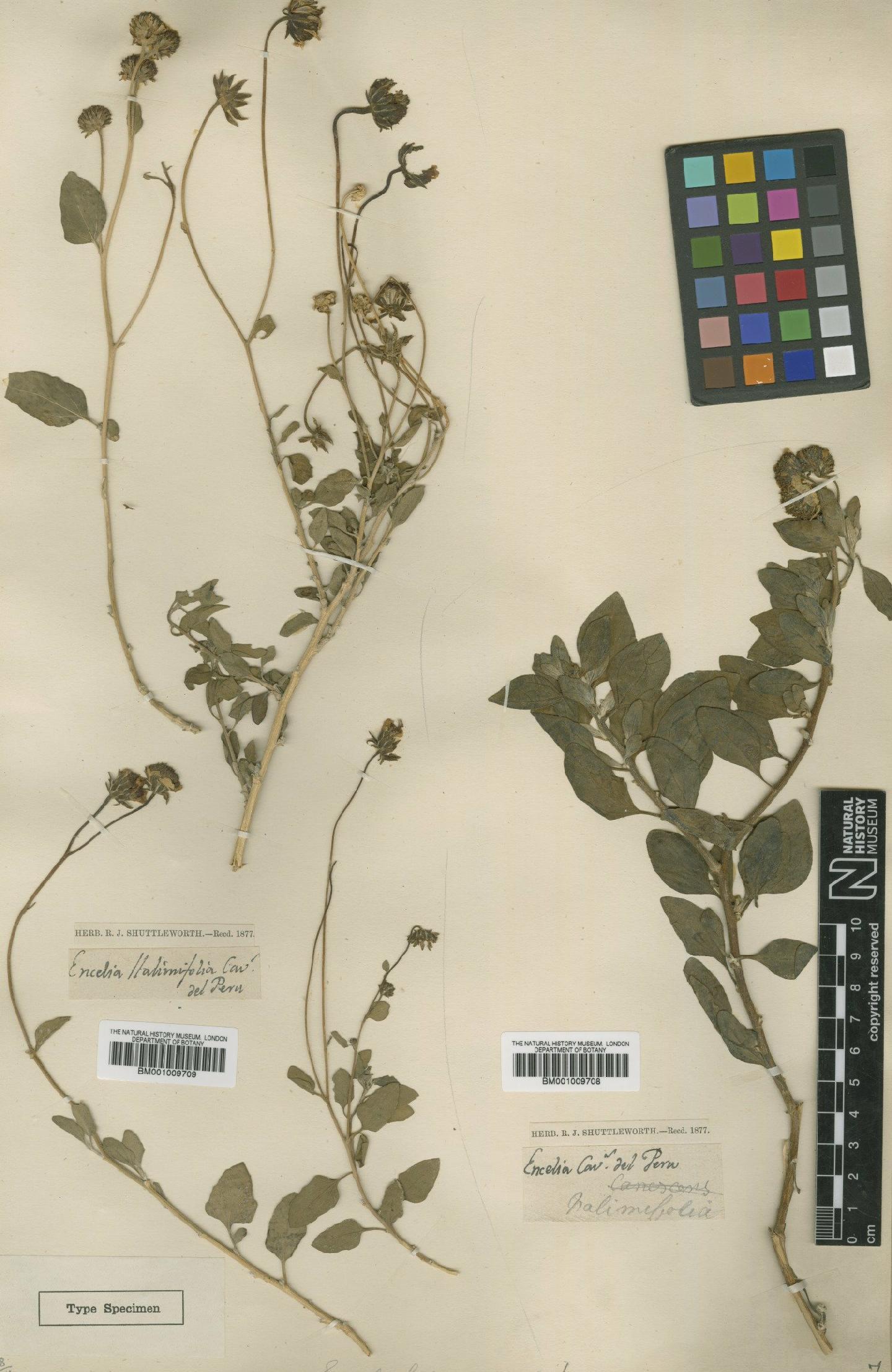 To NHMUK collection (Encelia halimifolia Cav.; TYPE; NHMUK:ecatalogue:620047)