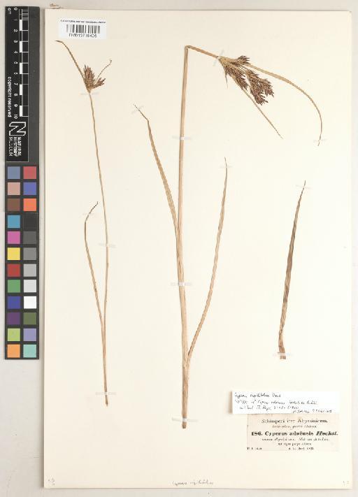 Cyperus adoensis Hochst. ex A.Rich. - BM013718426