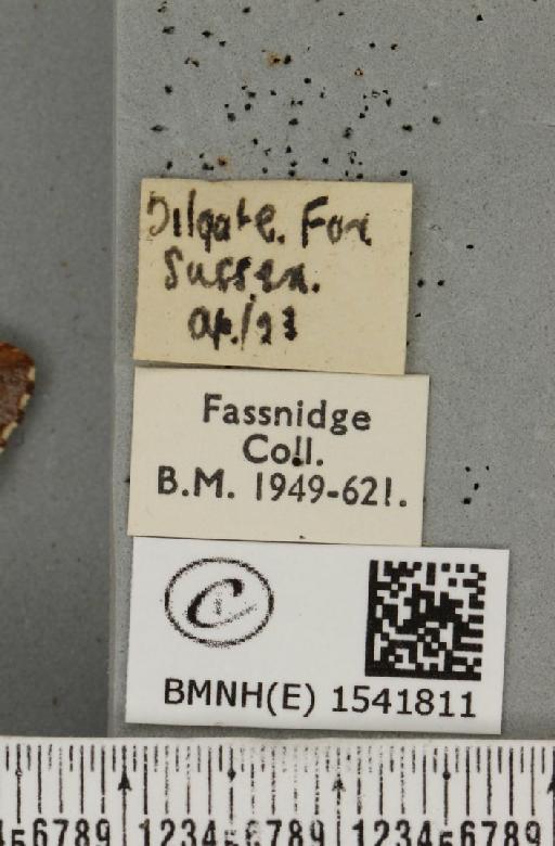 Odontosia carmelita (Esper, 1798) - BMNHE_1541811_label_248502