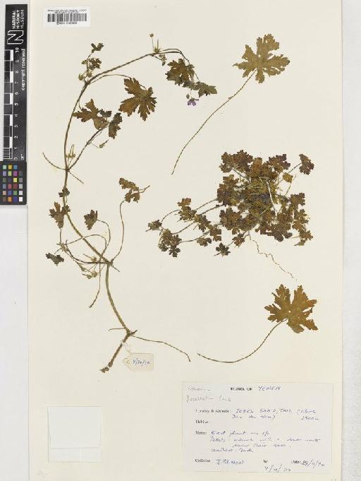 Geranium bequaertii De Wild. - BM001048858