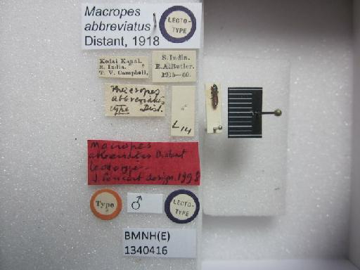 Macropes abbreviatus Distant, 1918 - Macropes abbreviatus-BMNH(E)1340416-Lectotype male dorsal & labels