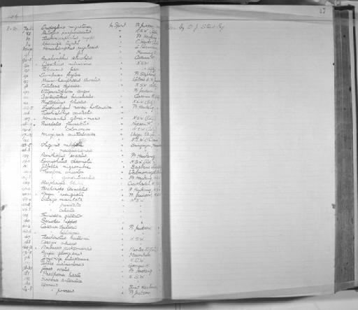 Oligorus mitchelii Castelnau, 1873 - Zoology Accessions Register: Fishes: 1912 - 1936: page 47