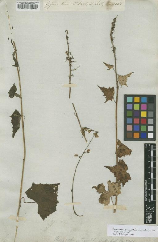 Senecio quinquelobus Hook.f. & Thomson - BM000035614