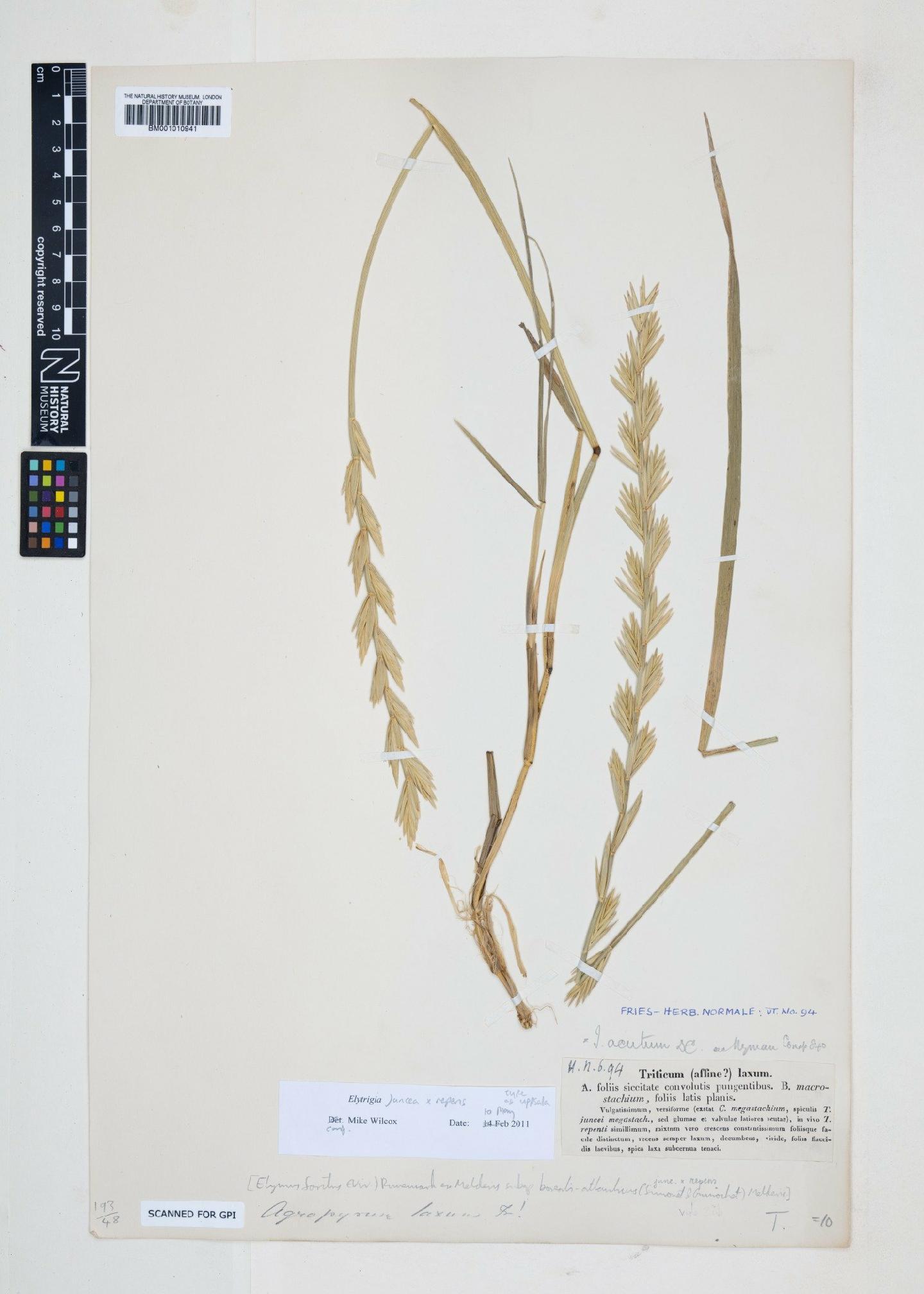 To NHMUK collection (Elytrigia juncea (L.) Nevski; Type; NHMUK:ecatalogue:1971450)