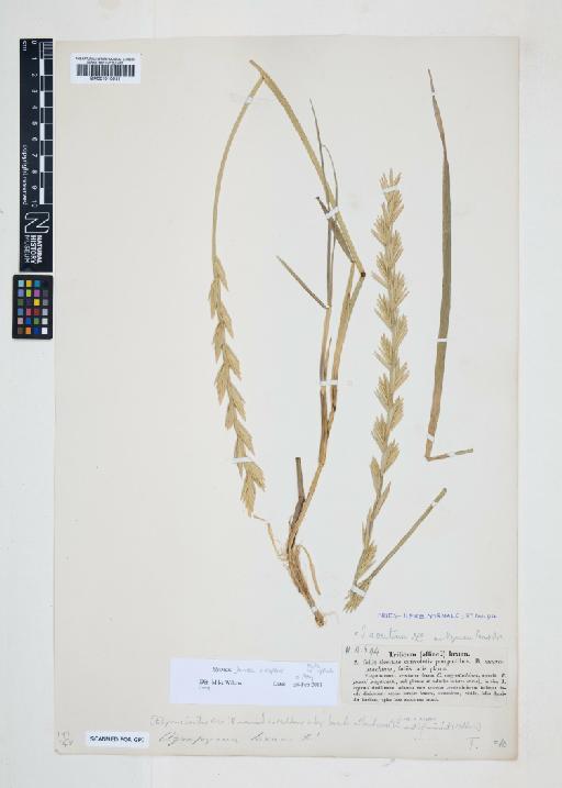 Elytrigia juncea (L.) Nevski - 001010941