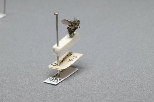 Sarcophaga (Myorhina) nigriventris Meigen, 1826 - 015091853_additional_1
