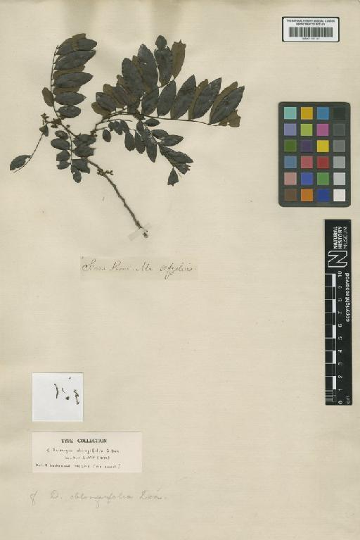 Dalbergia oblongifolia G.Don - BM001191140