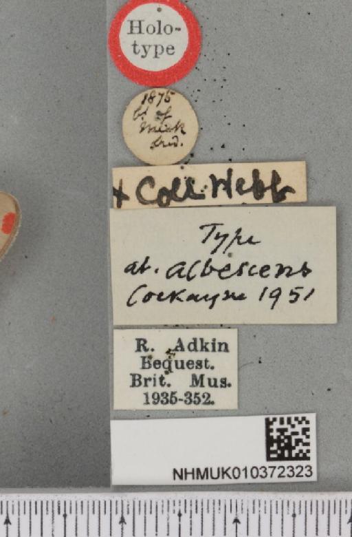 Tyria jacobaeae Cockayne, 1951 - NHMUK_010372323_label_513014