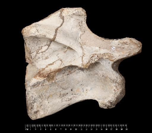 Sauropodomorpha Marsh, 1878 - R36834-R36834-a