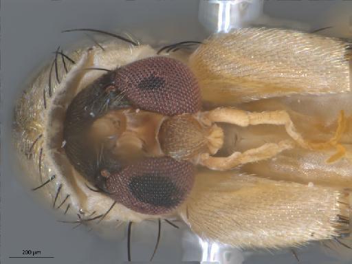 Brevicornu (Stigmatomeria) crassicorne (Stannius, 1831) - 010626404_Brevicornu_crassicorne_head