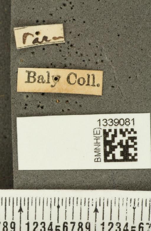 Acalymma bivittulum amazonum Bechyné, 1958 - BMNHE_1339081_label_20482