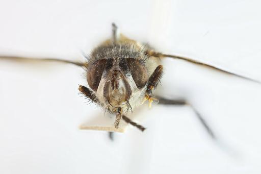 Eristaliomyia brevipennis (Walker, 1856) - Eristaliomyia brevipennis HT frontal