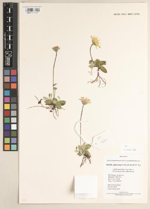 Pilosella officinarum F.W.Schultz & Sch.Bip. - 013737314
