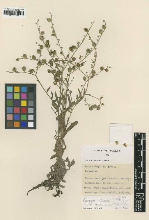 Paracaryum artvinense R.R.Mill - BM001014422