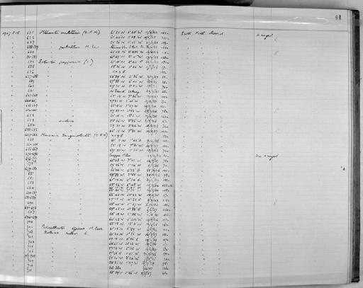 Asterias rubens Linnaeus, 1758 - Zoology Accessions Register: Echinodermata: 1935 - 1984: page 41