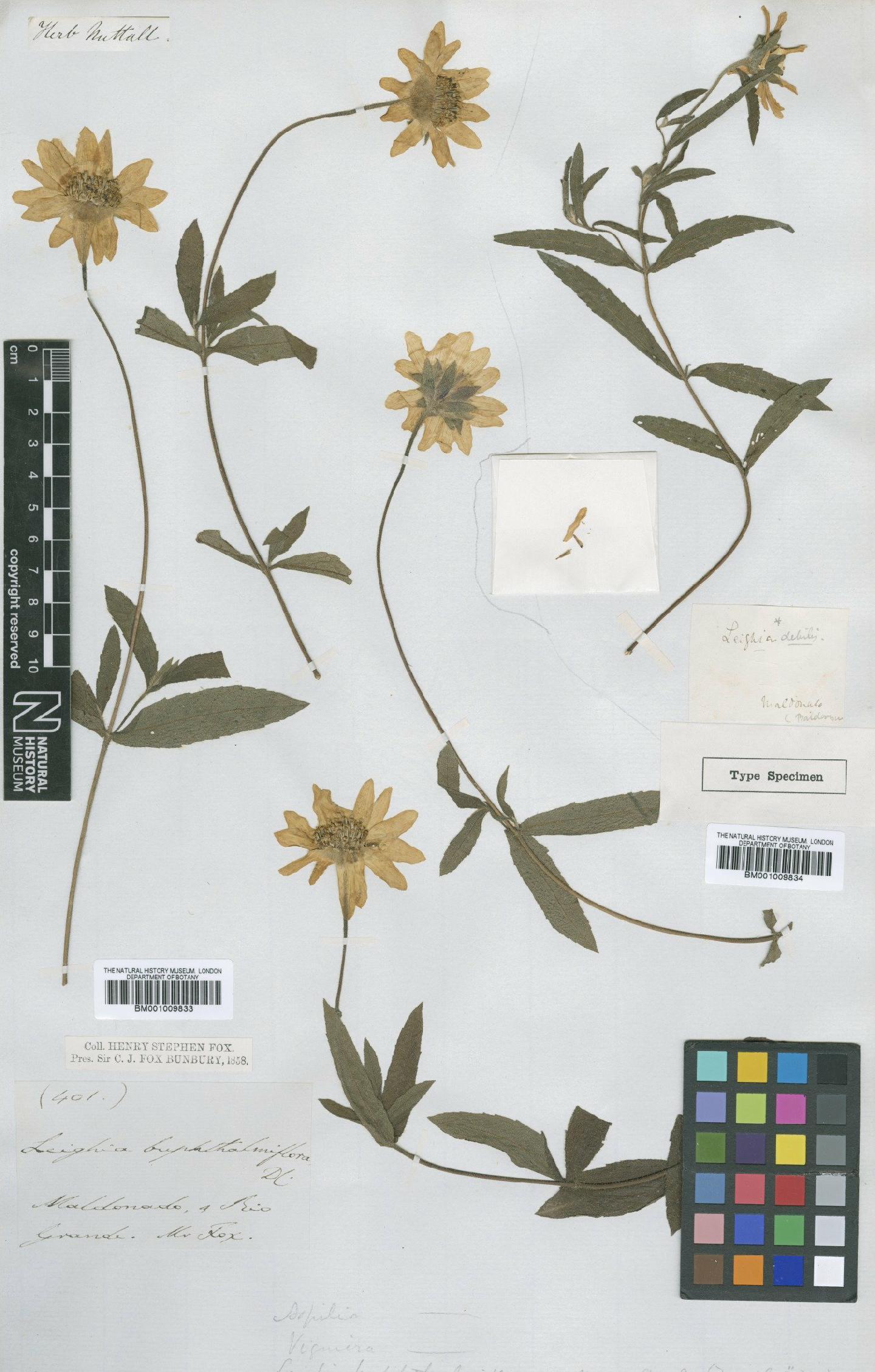 To NHMUK collection (Aspilia buphthalmiflora Griseb.; TYPE; NHMUK:ecatalogue:624308)