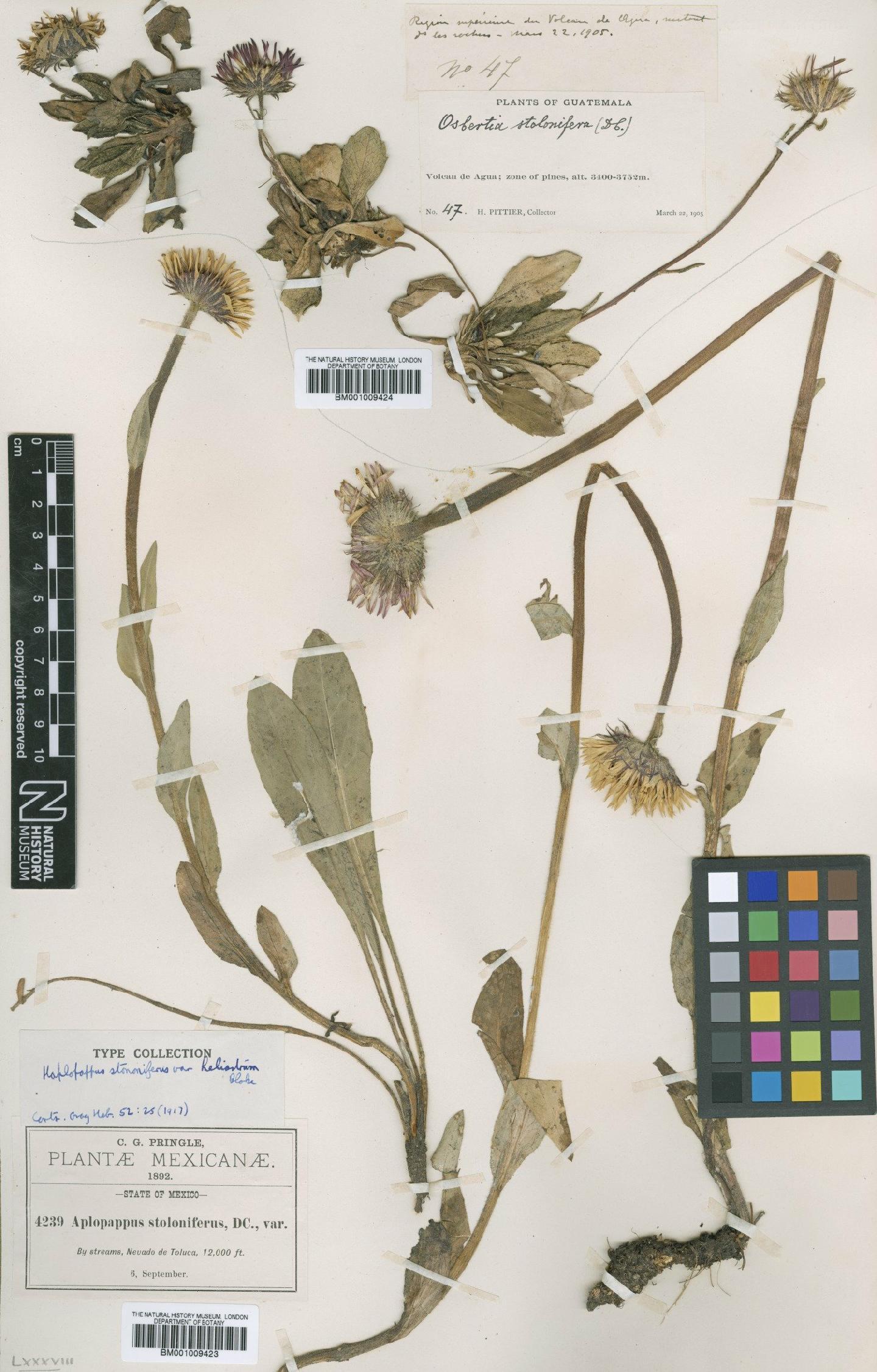 To NHMUK collection (Haplopappus stolonifer var. heleniastrum (Greene) S.F.Blake; Type; NHMUK:ecatalogue:609878)