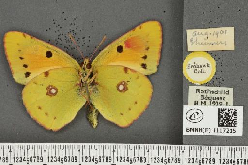 Colias croceus (Geoffroy, 1785) - BMNHE_1117215_72894