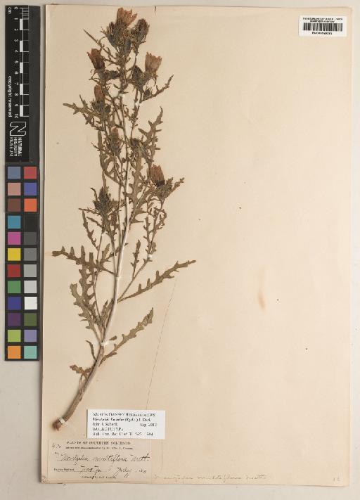 Mentzelia laciniata (Rydb.) J.Darl. - BM000929393
