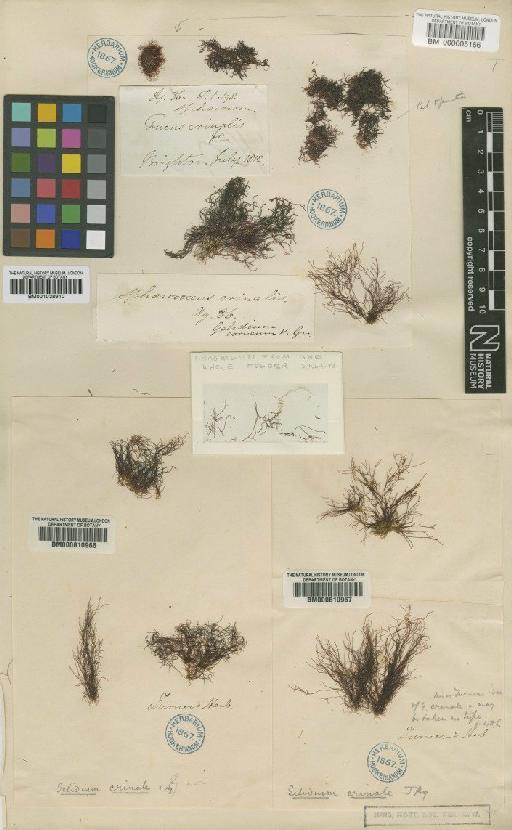 Gelidium crinale (Hare ex Turner) Gaillon - BM000005166