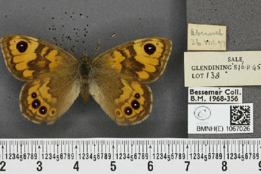 Lasiommata megera ab. mediolugens Fuchs, 1892 - BMNHE_1067026_30077