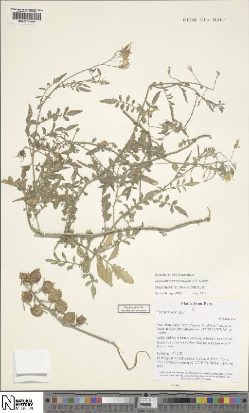 Solanum corneliomulleri J.F.Macbr. - BM000778169