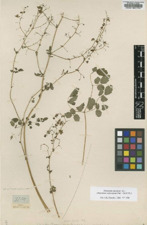 Thalictrum chelidonii DC. - BM000521584