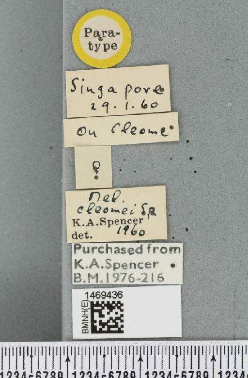 Melanagromyza cleomae Spencer, 1961 - BMNHE_1469436_label_45138