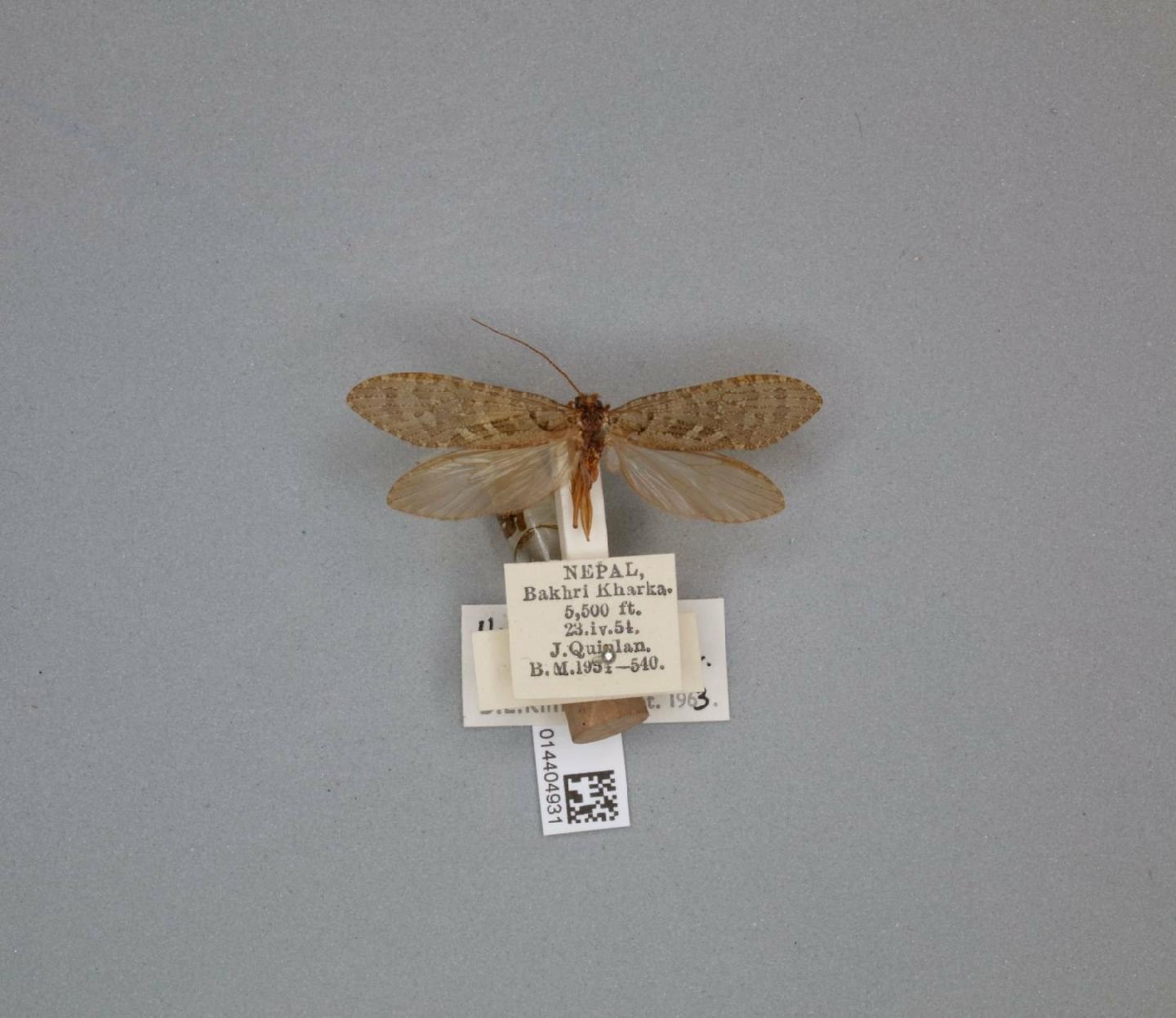 Himalopsyche digitata
