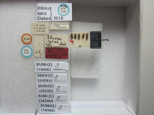 Blissus latus Distant, 1918 - Blissus latus-BMNH(E)1340462-Syntype male dorsal & labels