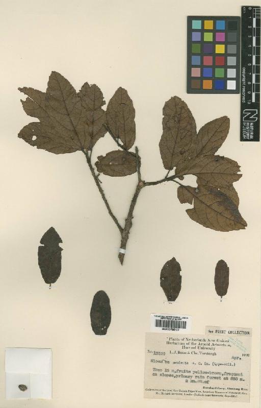 Sloanea speciosa A.C.Sm. - BM000795137