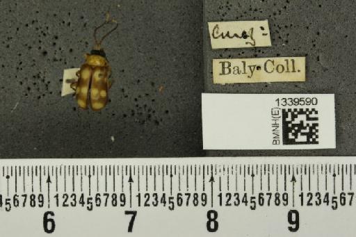 Aristobrotica angulicollis (Erichson, 1848) - BMNHE_1339590_23224