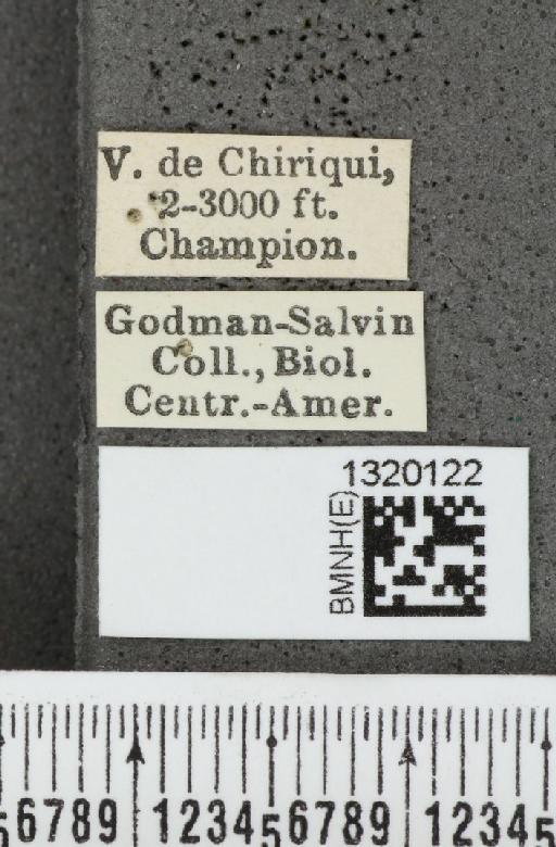 Acalymma coruscum costaricense Bechyné, 1955 - BMNHE_1320122_label_21118