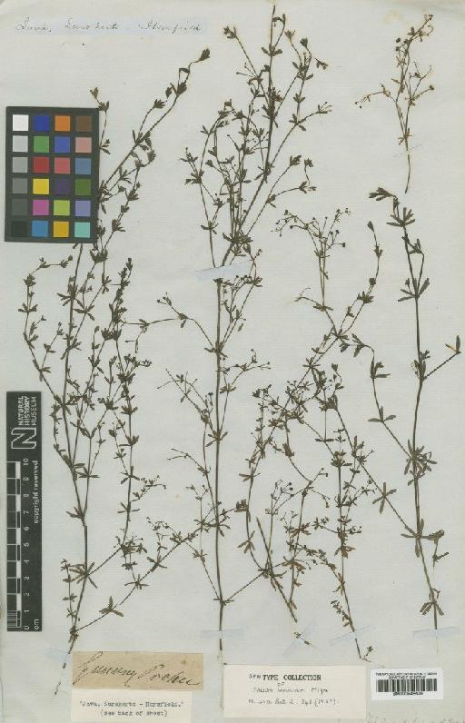 Galium innocuum Miq. - BM000945639