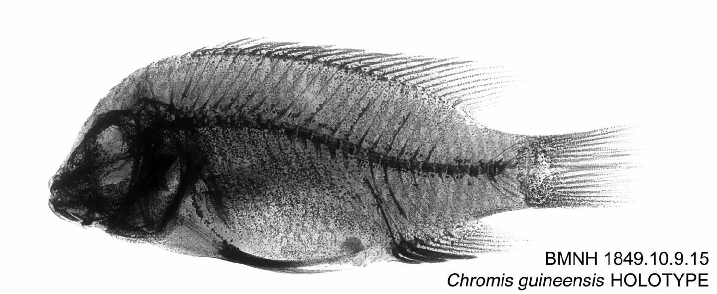 To NHMUK collection (Chromis guineensis Günther, 1862 ex Bleeker; HOLOTYPE; NHMUK:ecatalogue:2582521)