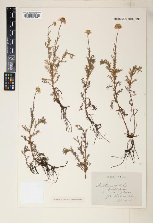 Chamaemelum nobile (L.) All. - 000599371
