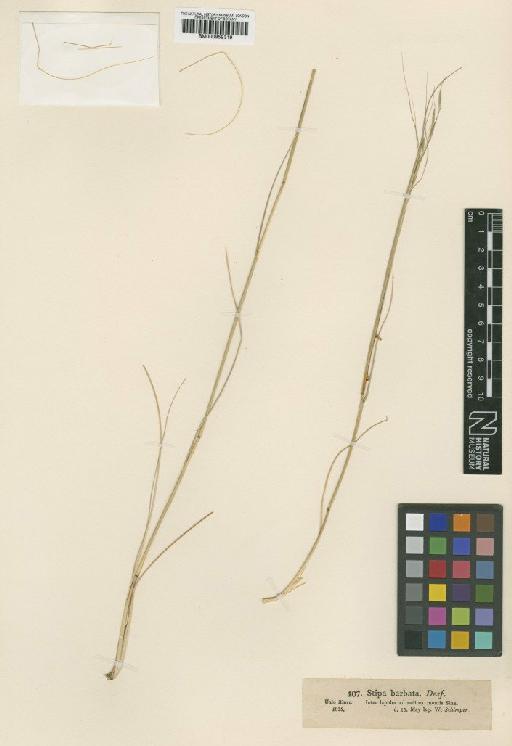 Stipa arabica Trin. & Rupr. - BM000959319