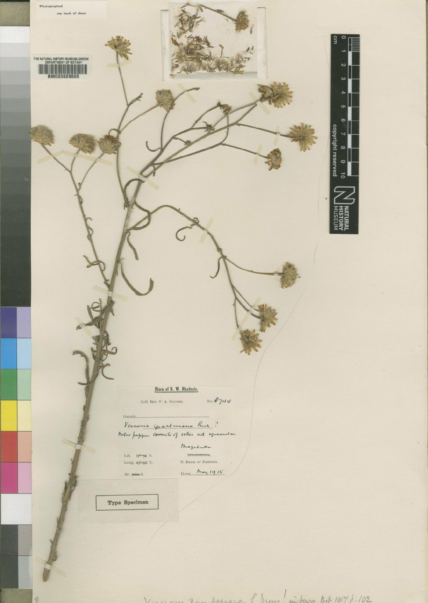 To NHMUK collection (Vernonia kirkii Oliv. & Hiern; Holotype; NHMUK:ecatalogue:4528495)