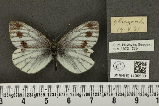 Pieris napi britannica Müller & Kautz, 1939 - BMNHE_1130533_86410