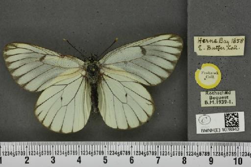 Aporia crataegi (Linnaeus, 1758) - BMNHE_1078940_69980